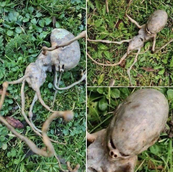 My friend found this in her garden this morning and at first thought it was a mushroom

What is it?