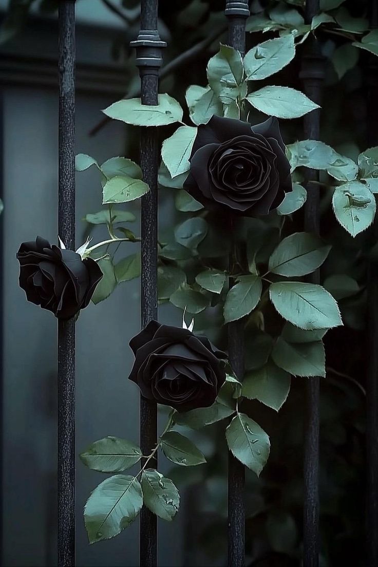 Black. (@blackdreamvibes) on Twitter photo 