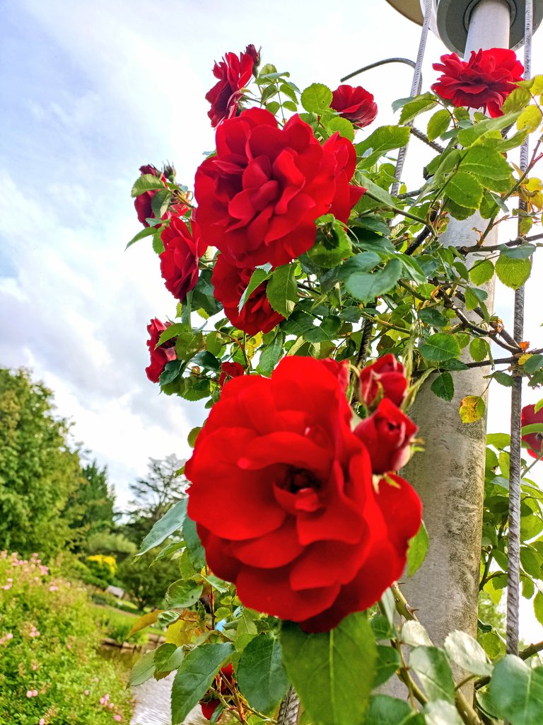 Herzliche Grüße und einen schönen Abend! 🌹🙏🤗🌜