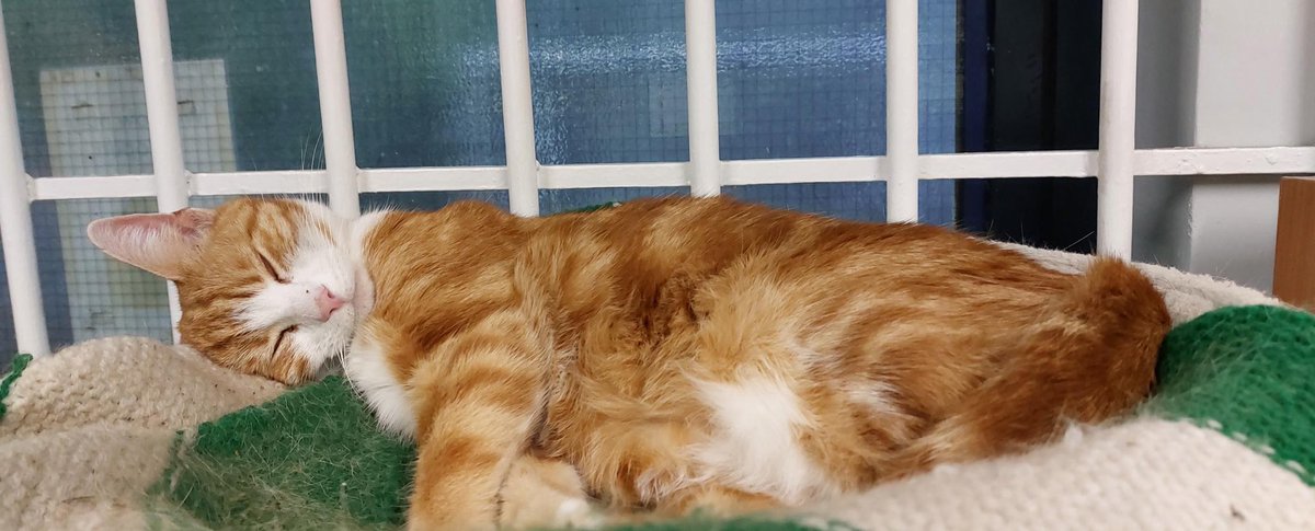 Night night sweet dreamies 

When things get tough, remind yourself of all the challenges you've already overcome.

You are allowed to be proud of the victories that no one else can see.

#cats #cats #Cat #CatsOnTwitter #CatsofTwitter
