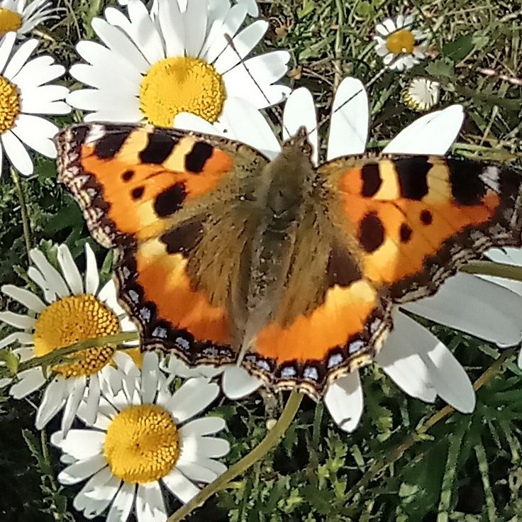 HearleSharon's tweet image. Good to see Small Tortoiseshell over the last few days Cambridgeshire and Essex