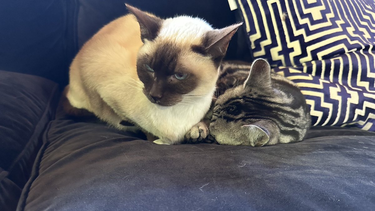 Kyle York tweet media