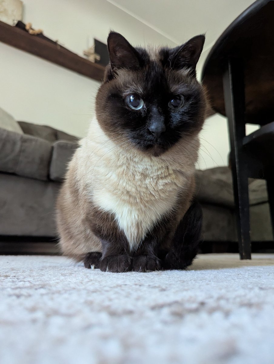 I love my strangely shaped "cat"