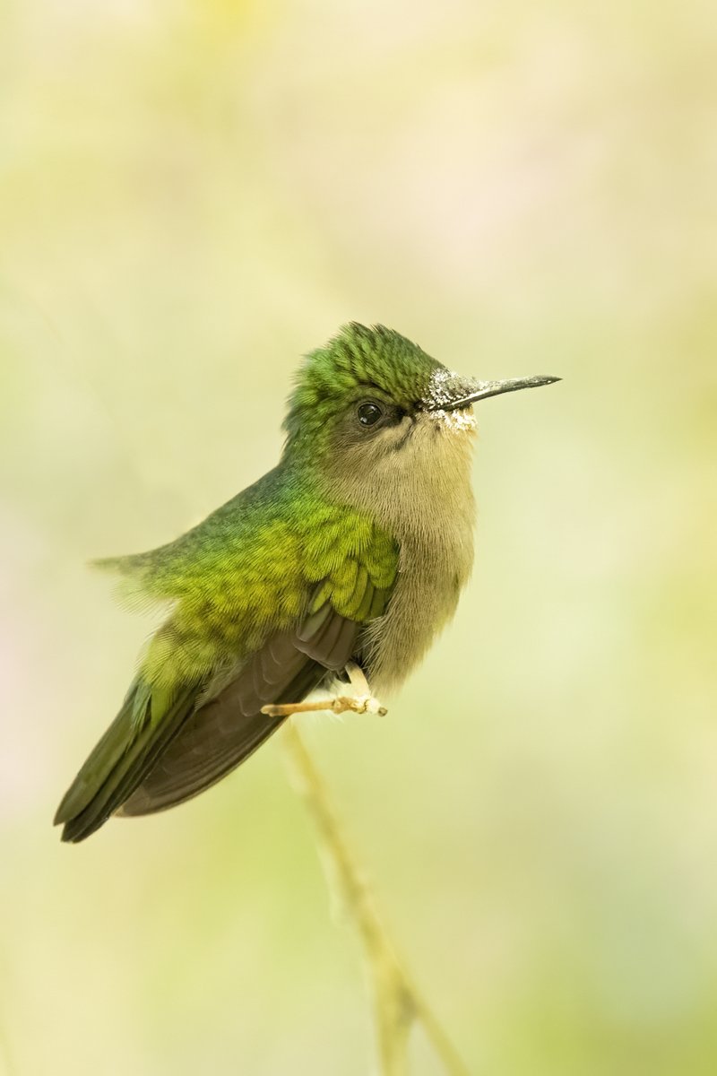 Antillean Crested Hummingbird, St Lucia #birdphotography #BirdsOfTwitter #birdwatching #BBCWildlifePOTD #nature #NaturePhotography #wildlifephotography #wildlife #TwitterNatureCommunity #twitterbirds #BirdTwitter #naturelovers #BirdsOfX #NatureLovers #natureworld #NatureWonders