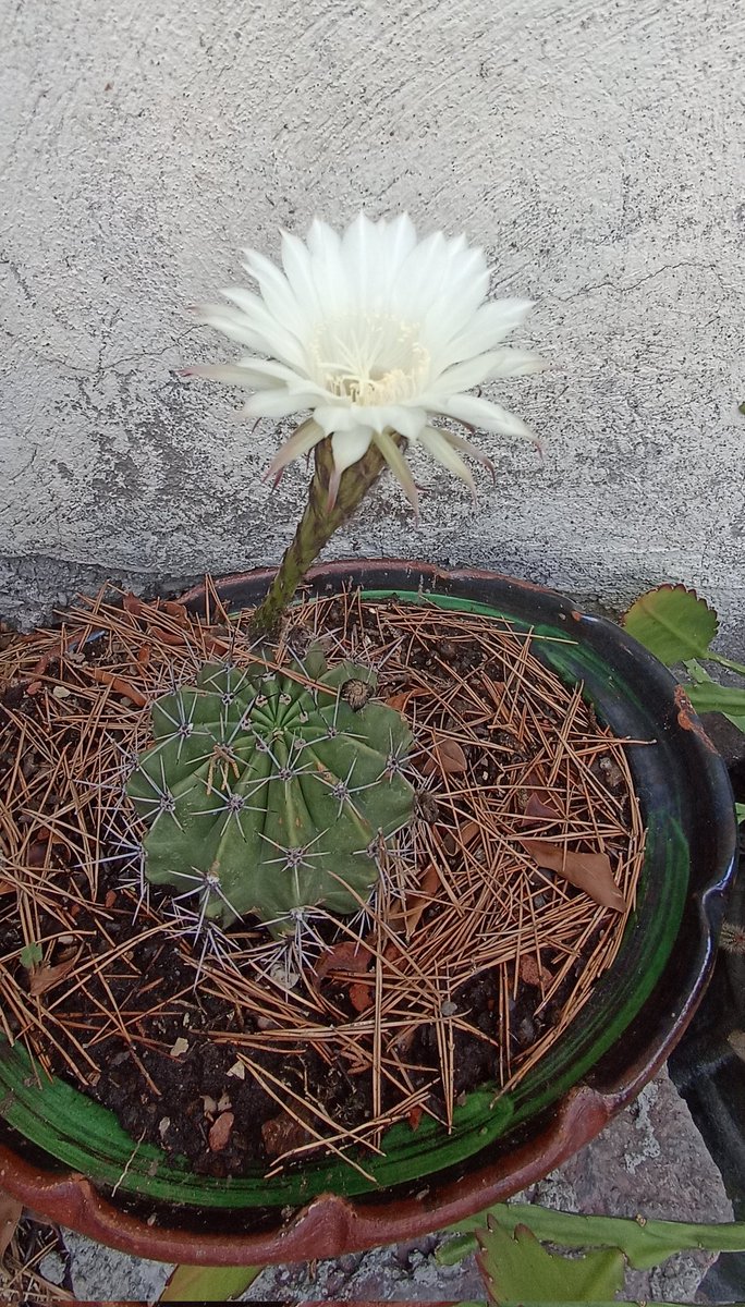 Es una flor motivo de felicidad.😊