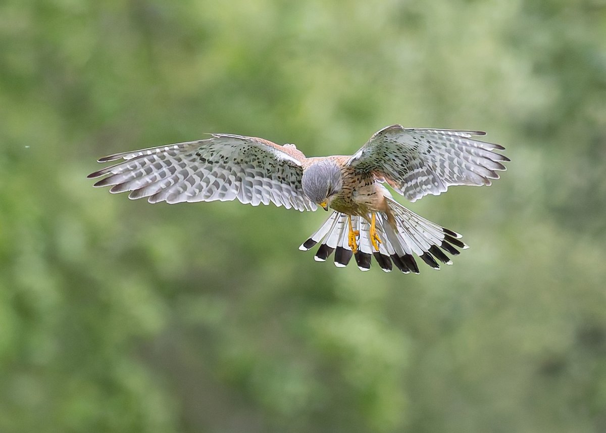 No rest when there's chicks to feed