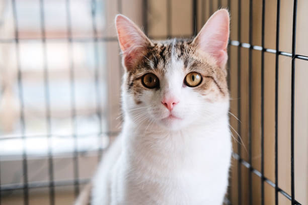 PetsRockin's tweet photo. #Adoptasheltercatmonth in June encourages us to remember our #FelineFriends  when considering a new #pet and with #kittenseason upon us, there are more cats in need of loving homes. 🐱This is also a time to learn the cat-friendly ways to prepare your home for a new fur baby, how to know which cat is best for you and how to care for your feline friend.❤️🐾🐈 #animalovers #adoptashelterpet #FurryFriendsForever #catlover #cats #rockinpetsfoundation♥️🐾♥️