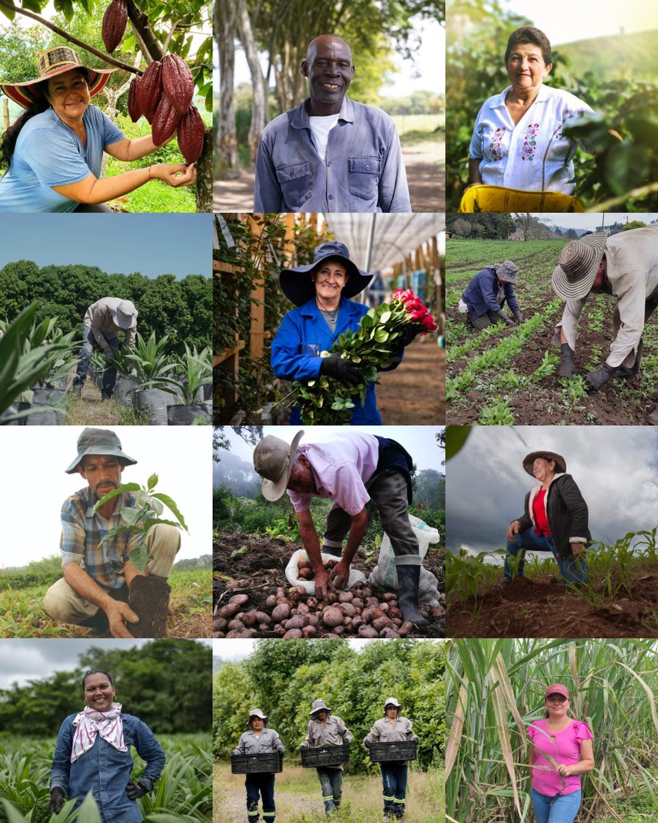 En la Sociedad de Agricultores de Colombia rendimos homenaje a quienes, con esfuerzo y orgullo, garantizan la seguridad alimentaria de nuestro país. 

Son las manos de nuestros productores las que cultivan la tierra, alimentan a Colombia y sostienen gran parte de la economía