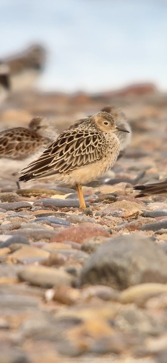 Paul Hackett (@paulhdigiman) on Twitter photo TAP screen TWICE for full image 😊
Buff Breasted Sandpiper, Ythan Estuary, Newburgh, Aberdeenshire this evening. #phonescoped <a href="/RareBirdAlertUK/">RareBirdAlertUK</a> <a href="/BirdGuides/">BirdGuides</a> <a href="/KowaOptics/">Kowa Sporting Optics</a> TAP screen TWICE for full image 😊
Buff Breasted Sandpiper, Ythan Estuary, Newburgh, Aberdeenshire this evening. #phonescoped <a href="/RareBirdAlertUK/">RareBirdAlertUK</a> <a href="/BirdGuides/">BirdGuides</a> <a href="/KowaOptics/">Kowa Sporting Optics</a>