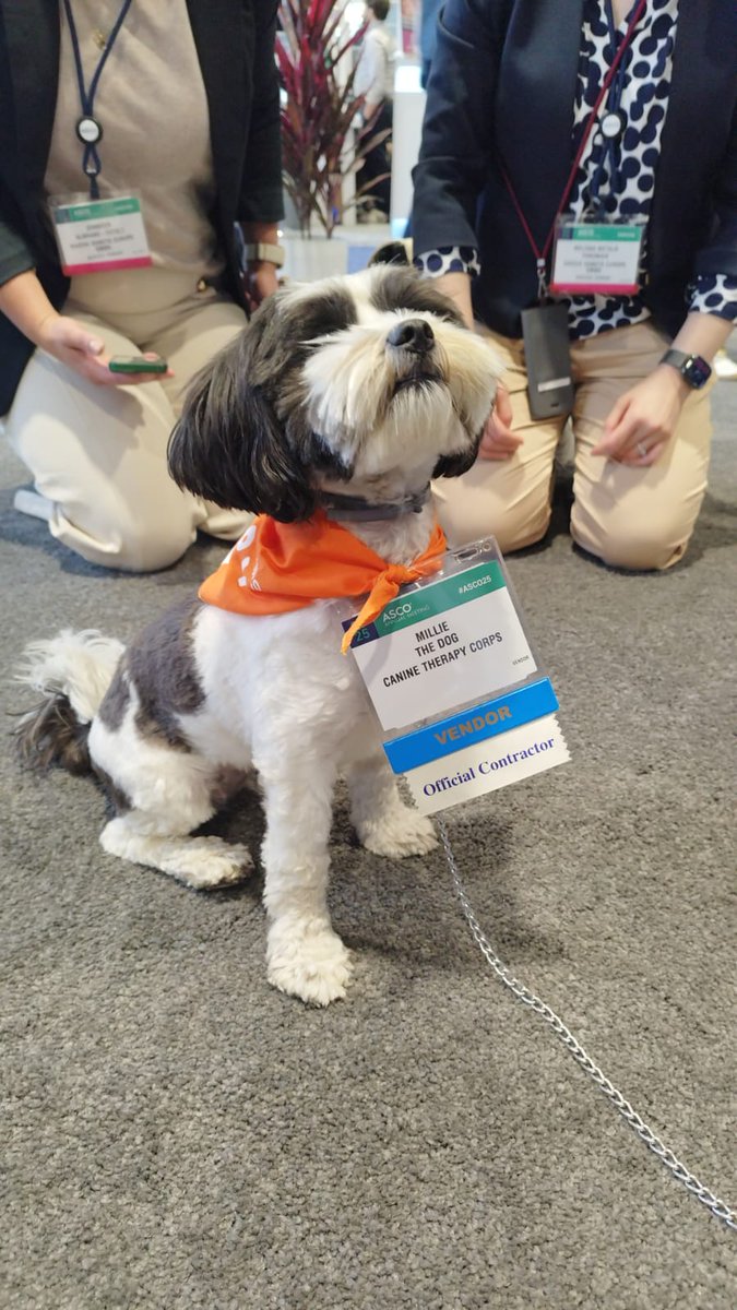 ACortelliniMD's tweet image. WAIT A MINUTE!
we're all for science, research and networking, but I met #Milliethedog, officially appointed by @ASCO!
She even has a badge🐶😍
Next session can wait, actually my #ASCO25 ends here, this is the cutest thing I've seen in years