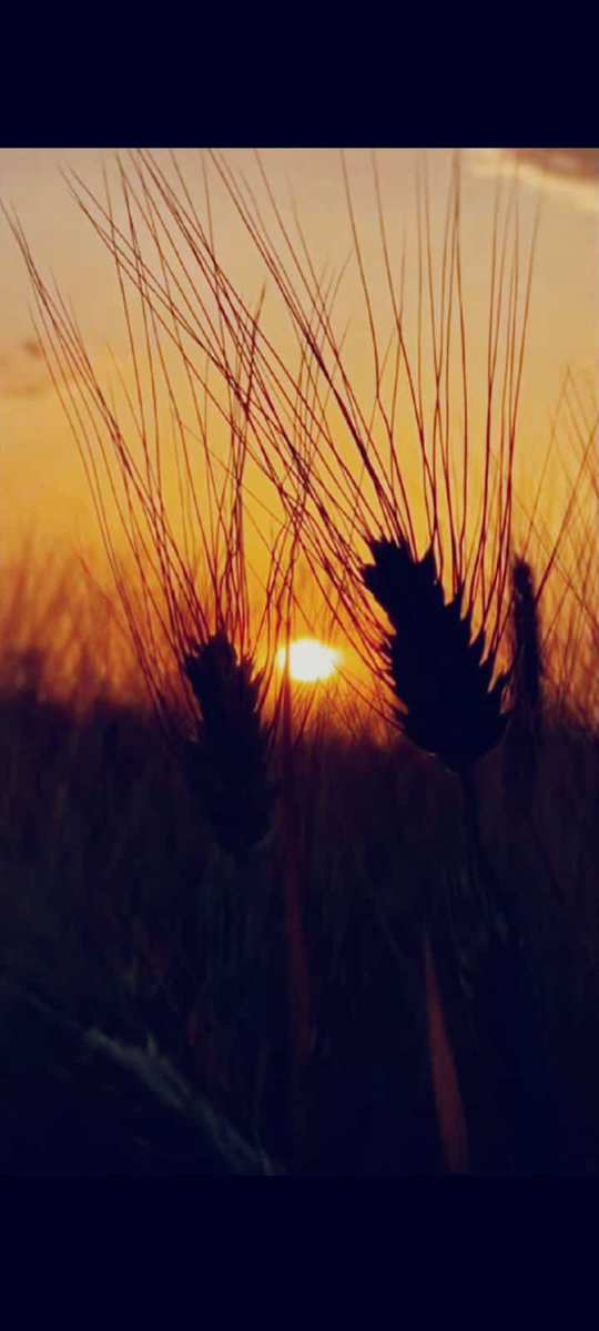 İğde kokusuna takılmış gidiyorum, 
Hazirana yakın mayısın bilmem kaçı..