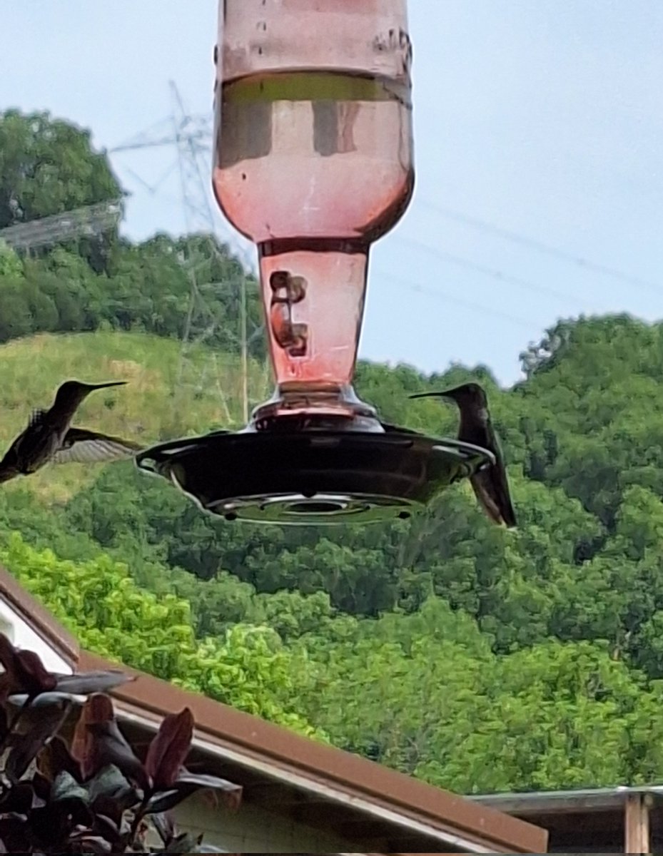Back porch happenings.....