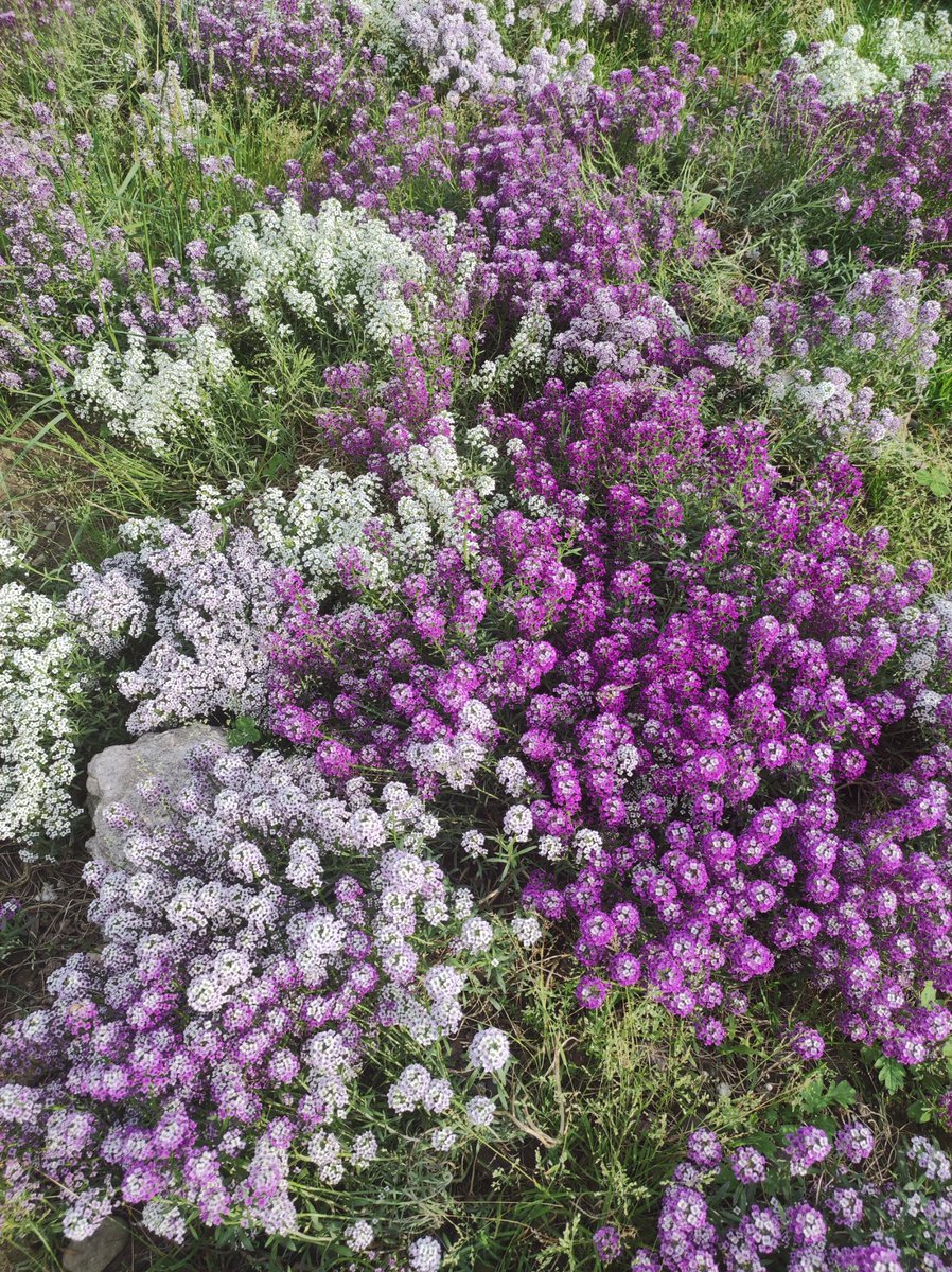 MathakAzry's tweet image. Artina, Flower collection 
Mz, 2025

#flower #photography #Mz #art