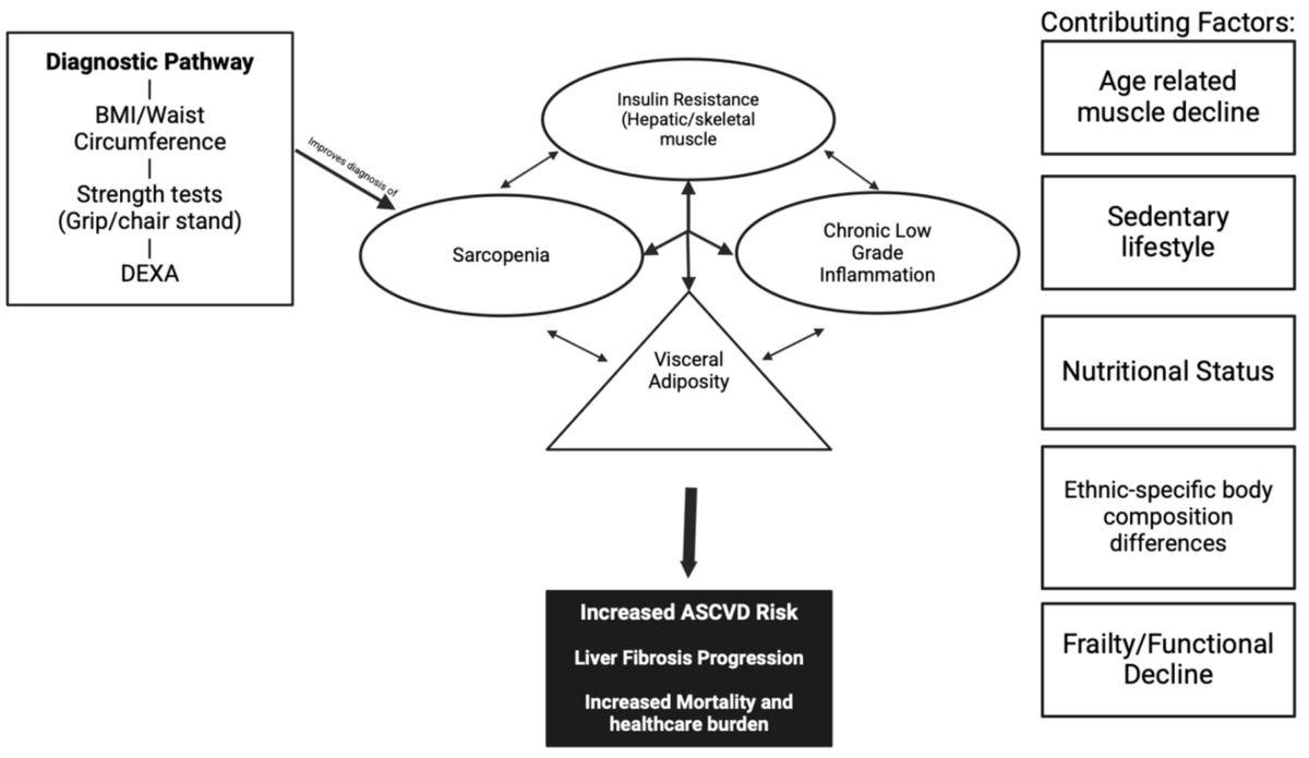 The muscle–adipose–liver axis is critical, yet underrecognized, in #MASLD.

Sarcopenic obesity affects ~50% with #MASLD and drives ⬆️ ASCVD and liver fibrosis. 

<a href="/ChannapragadaV/">Theja V Channapragada DO,MBA,MS</a> and I argue it's time to standardize definitions and intervene early:

link.springer.com/article/10.100…