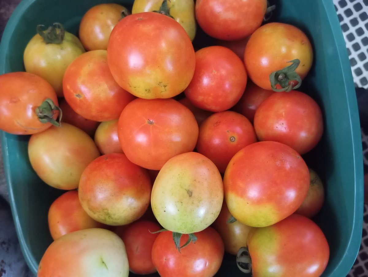 Felix Florence (@fadejole) on Twitter photo My container has started landing 😂🍅
First time cultivating tomatoes all by myself and I'm excited to share this journey. From just half a plot, I'm now contributing to feeding the nation! 🇳🇬
A big thank you to <a href="/HortiNigeria/">HortiNigeria Program</a> for the support.
#TomatoHarvest #YouthInAg My container has started landing 😂🍅
First time cultivating tomatoes all by myself and I'm excited to share this journey. From just half a plot, I'm now contributing to feeding the nation! 🇳🇬
A big thank you to <a href="/HortiNigeria/">HortiNigeria Program</a> for the support.
#TomatoHarvest #YouthInAg