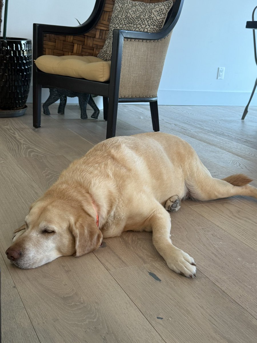 George has had a rough week and has been under the weather. Our awesome vet figured out the prob, and he’s on the up-and-up. 

Always a good reminder that dogs are proof-positive that God loves us.