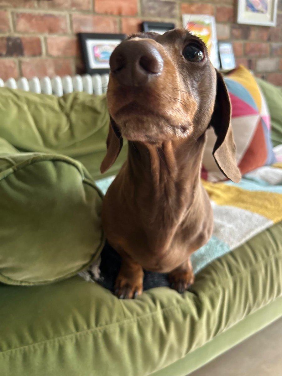 Chip and Otto tweet media