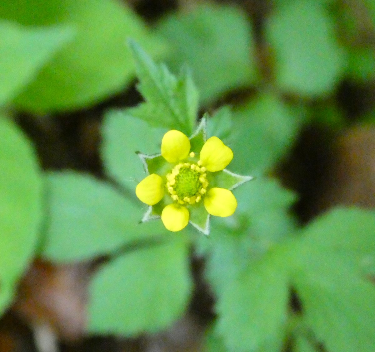 Starry wood avens💛
Once a popular medical flower, its other name - 'Herb Bennet' - is a corruption of 'herba benedicta' (the blessed herb)😇