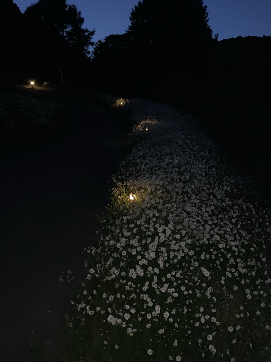 Night time daisy show! 💕