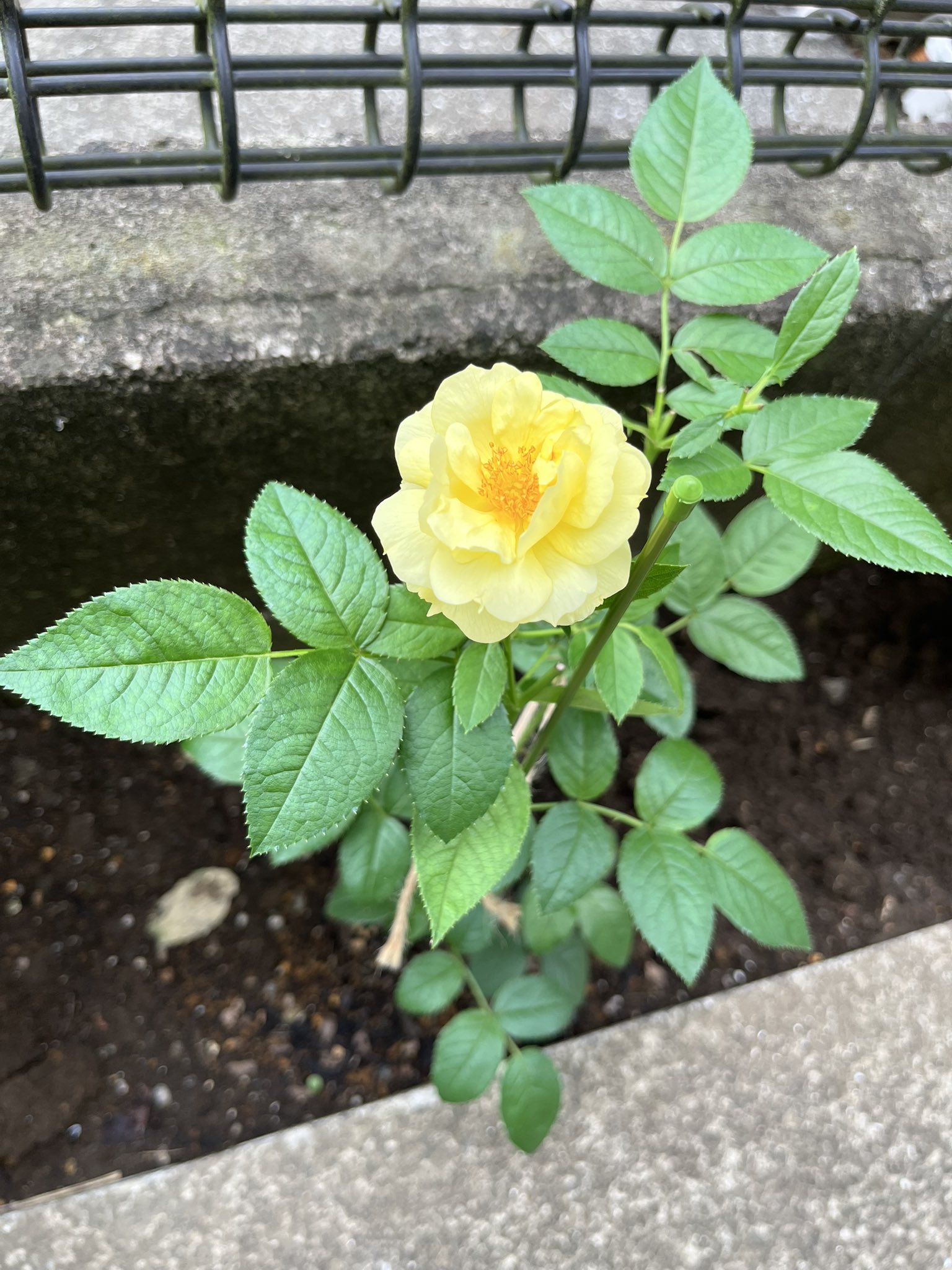 薔薇○コメント下さい Gj_g2VgboAAPoYq.jpg:large