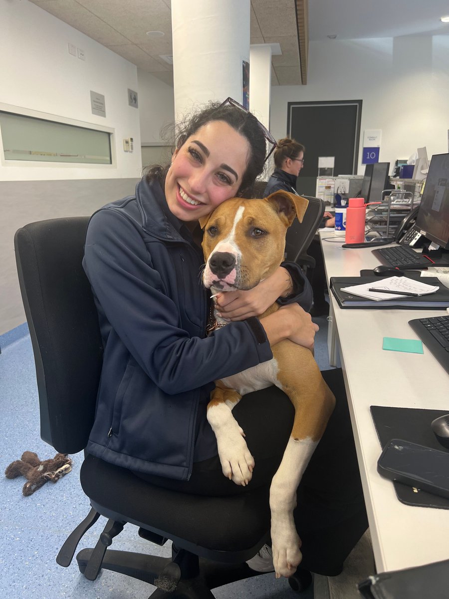 At only 12-weeks-old, Bear was rushed to rushed into our emergency department at Lort Smith Animal Hospital, unable to put weight on his hind leg.
He would have been in excruciating pain, and yet he was still trying to wag his tail.

The X-rays showed a complete fracture through