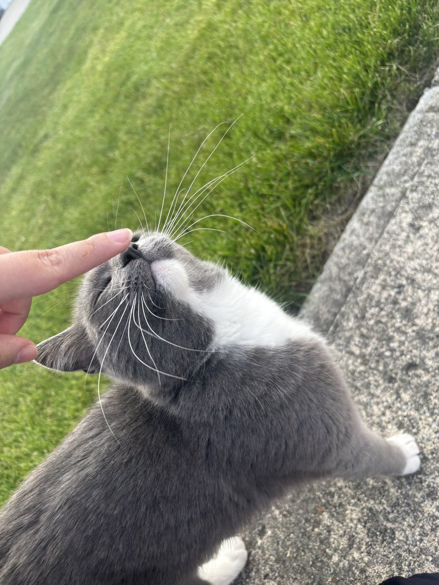 went outside. met a cat. named him Lint.