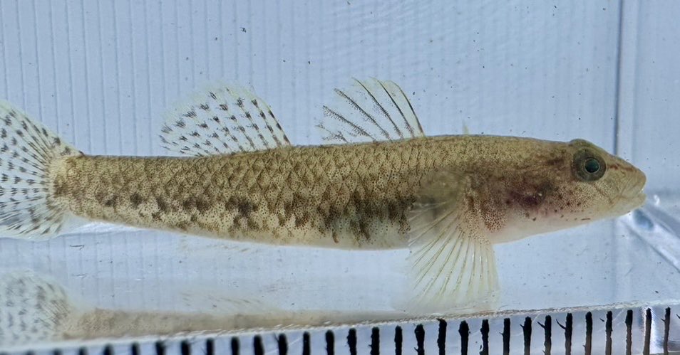 某産かわよし
なるほどサッパリわからん