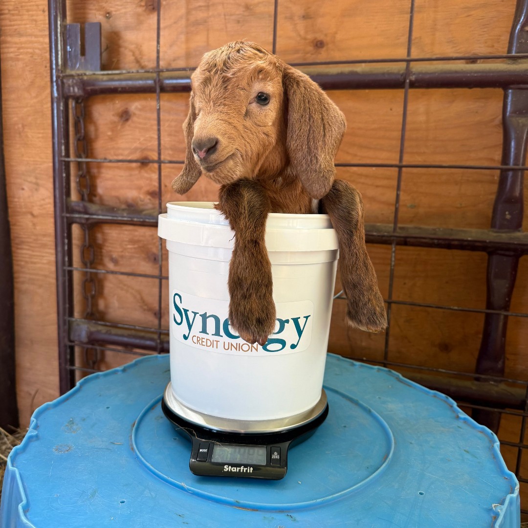 Synergycu's tweet photo. A baby goat. A Synergy pail. Pure cuteness. 🐐🪣💚
Big thanks to Jackie Wright (mom of our own Danielle Hollingshead) for sending this in!
#TooCute #SynergyCreditUnion #GoatGoals https://t.co/QMPuEqGeda