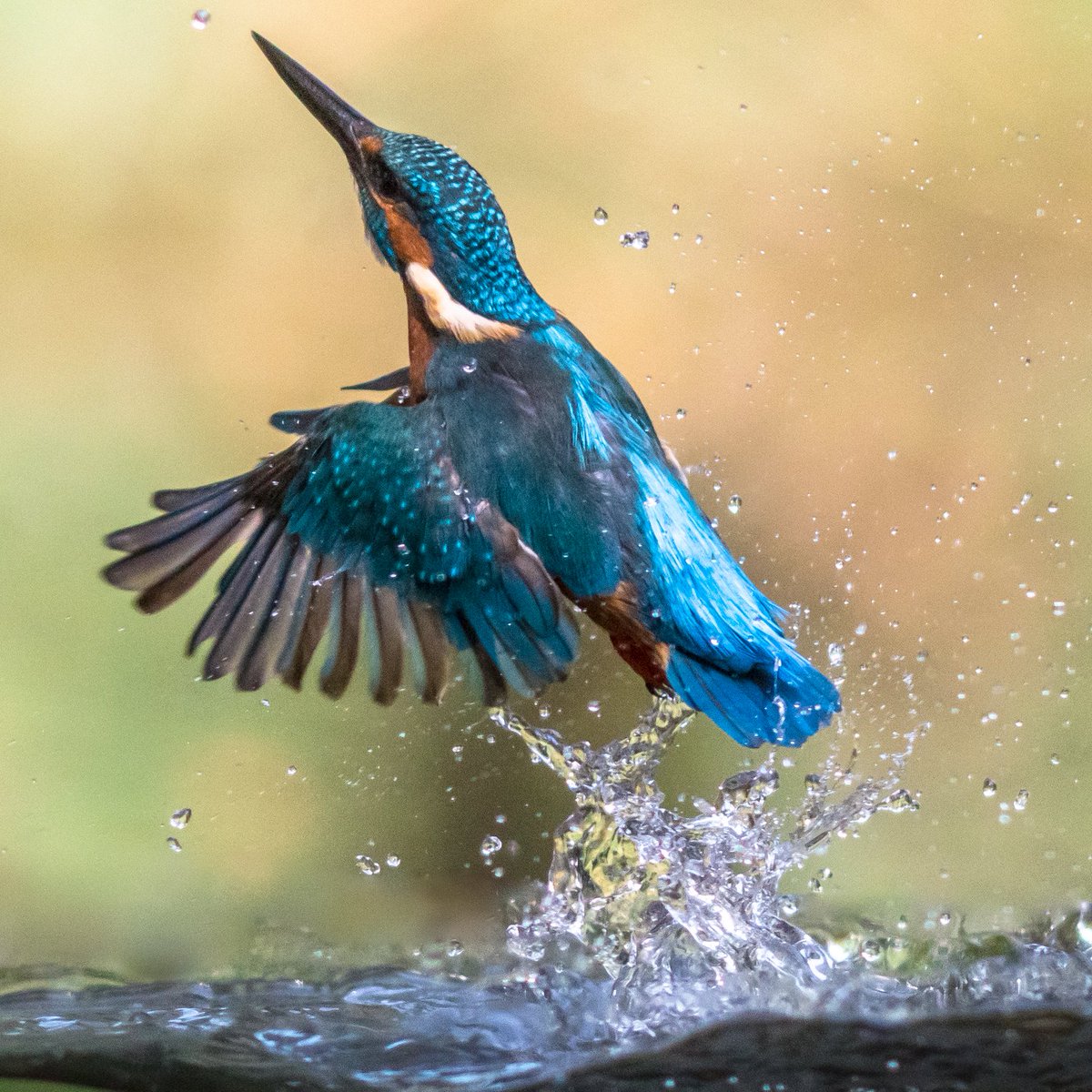 silentsnaps's tweet photo. Kingfisher emerging from the waters. Not every dive is a success, but the effort is always breathtaking.
#Kingfisher #BirdsOfX #BirdLovers #WildlifePhotography #NatureLovers #Birding #NatureShots #AvianBeauty #ActionShot #BirdsInAction #Resilience #BirdWatching #WaterDive #NatureBrilliance #FeatheredFriends