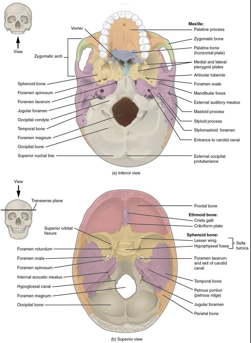 Manviinaidu's tweet photo. 🧠✨ Superior & Inferior Views of the Human Head – A Quick Anatomy Glimpse!
Visual learning hits different!
#FMGEprep #MedTwitter #GrowWithDrManvitha #NEETPG #MedEd https://t.co/nxmuoaGzXJ