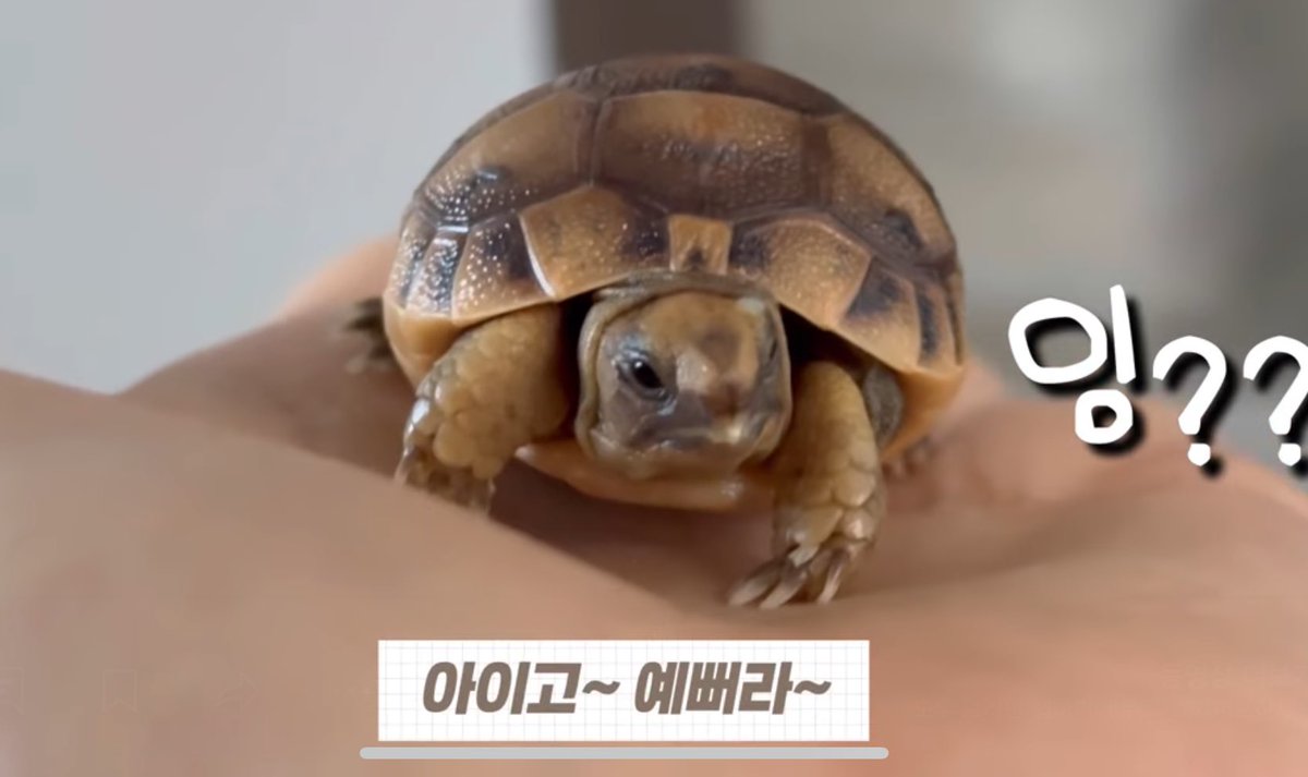 어떤 거북이 유투버 보는데 집에서 거북이알 부화시켜서 진짜 리터럴리 방금 (1초전) 알깨고 나온 거북이 보여주는데 진심 너무 귀어워서 소리존나지름 아 진짜 애기거북이 미친거아녀.. 존나귀엽다..