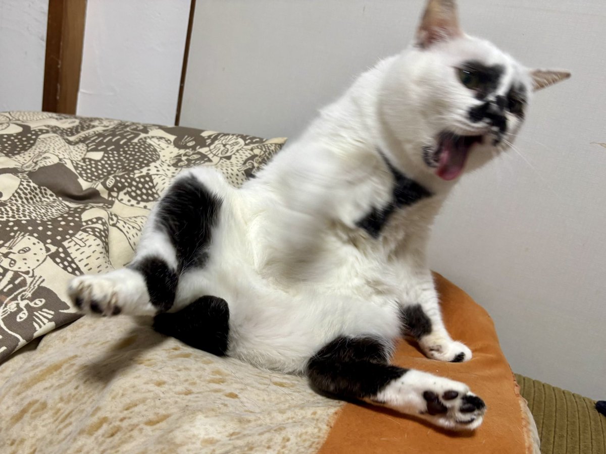 熱海 Muddy Cat (@muddycat_atami) on Twitter photo 