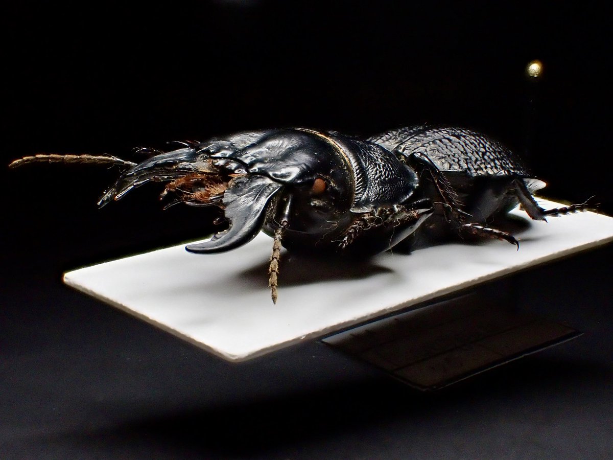 マダガスカルを代表する巨大なヒョウタンゴミムシの一種。 アフリカの