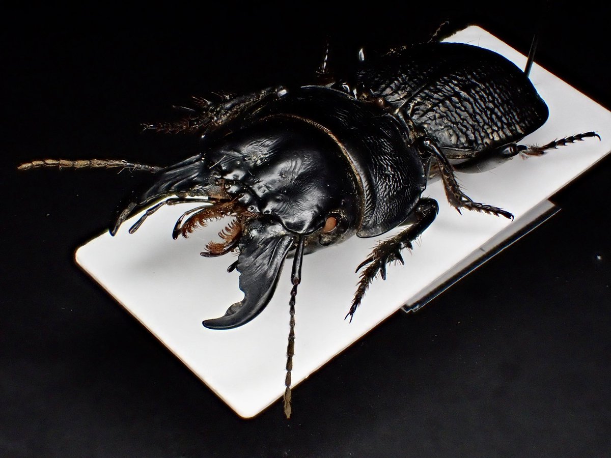 マダガスカルを代表する巨大なヒョウタンゴミムシの一種。 アフリカの