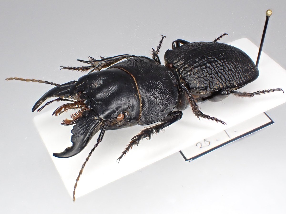 マダガスカルを代表する巨大なヒョウタンゴミムシの一種。 アフリカの