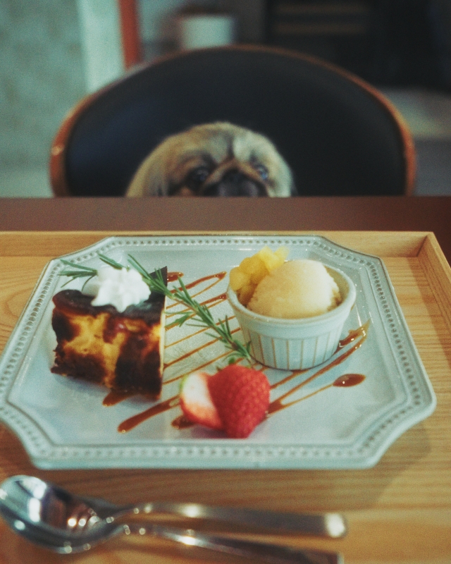 安城市の動物病院となりに、待望のドッグカフェがオープン！さっそく行ってきた。inucafe-repobu.com/article/cafeco…