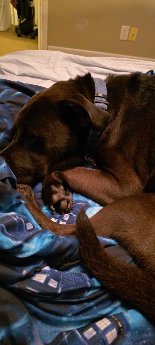 Best part of coming home from #earping is cuddling this guy #adventureswithoberon