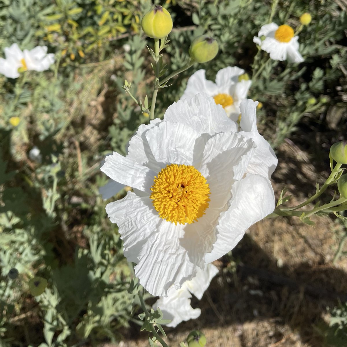 These poppies remind me of fried eggs