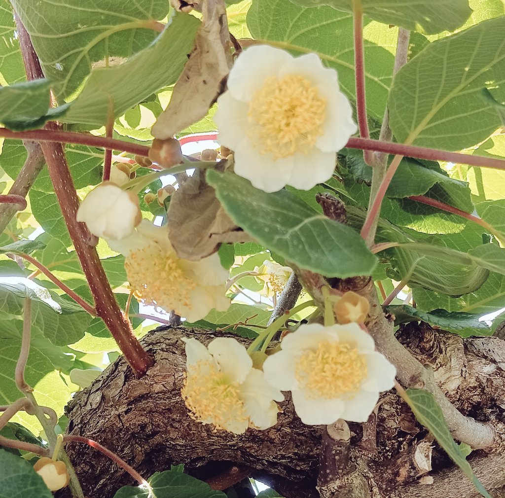 キュウイのお花咲きました
＼(-o-)／