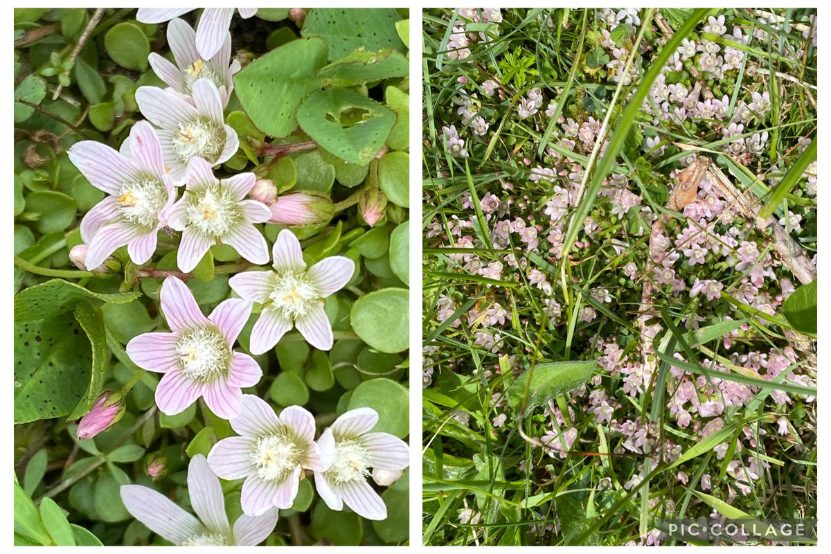Martine🦋Brennan🍄 (@brennanmartine) on Twitter photo Bog Pimpernel flowering next to the fen today in Laois. #wildflowerhour <a href="/BSBIbotany/">BSBI: Botanical Society of Britain & Ireland</a> <a href="/BSBI_Ireland/">BSBI Ireland</a> <a href="/wildflower_hour/">wildflowerhour</a> Bog Pimpernel flowering next to the fen today in Laois. #wildflowerhour <a href="/BSBIbotany/">BSBI: Botanical Society of Britain & Ireland</a> <a href="/BSBI_Ireland/">BSBI Ireland</a> <a href="/wildflower_hour/">wildflowerhour</a>
