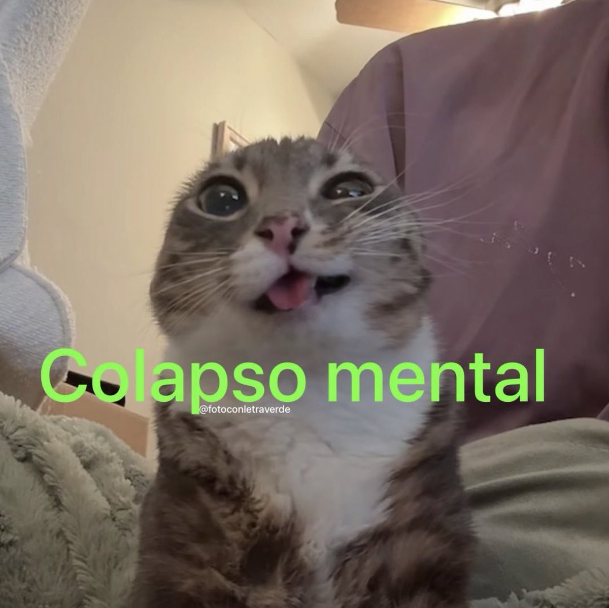 gatos fazendo gatices (@gatinarios) on Twitter photo 
