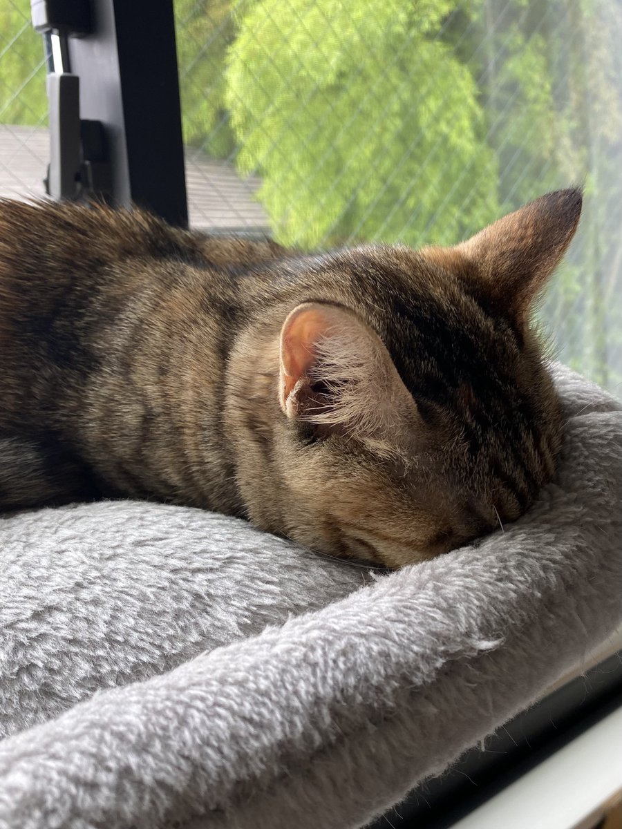 猫達おはよ…え？

顔、埋まってるけど大丈夫？