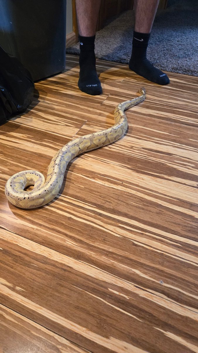Our newest Python.
<a href="/MarioHutcherso1/">Mario Hutcherson</a> <a href="/MarcoJett1/">Marco Hutcherson</a>