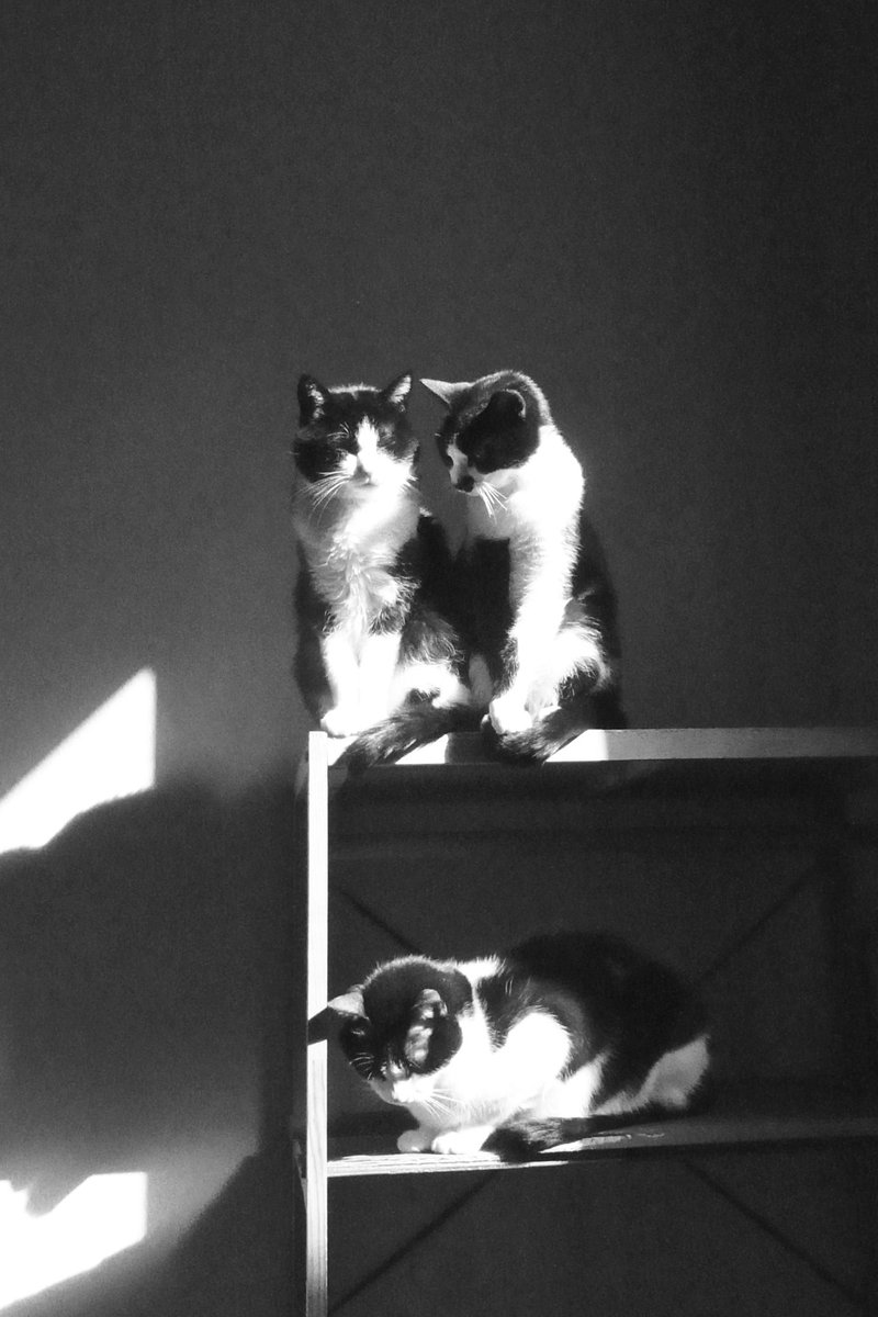 pekomo (@pm_kirua) on Twitter photo 