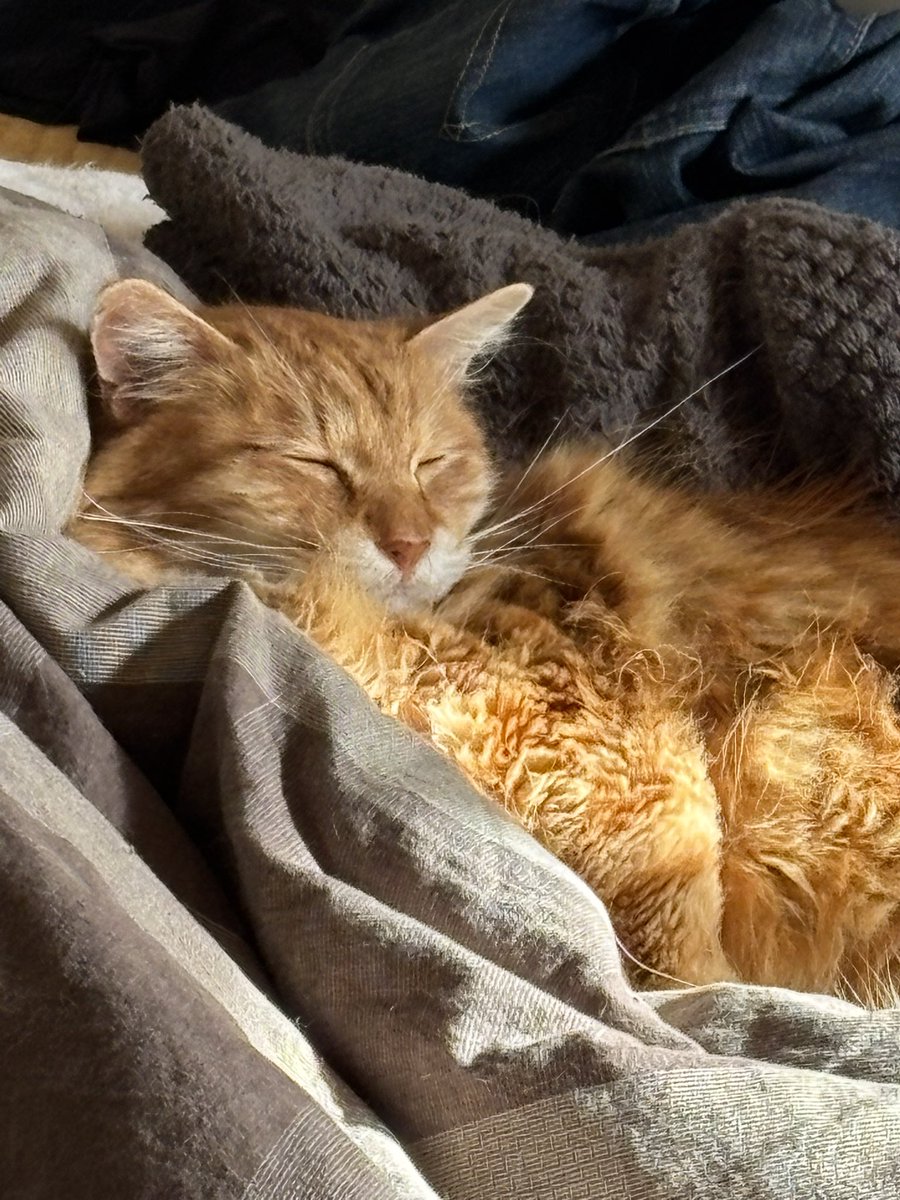 My cat, who's had oral problems as long as we've had him, who had most of his teeth removed a couple years back, and who knocked out one of his big fangs recently, last night left the other one on the living room floor. 

At least he seems more comfortable now.

Two teeth left...