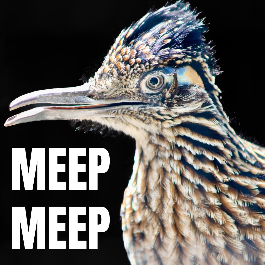 Who’s ready for round 2? 🥩🤙

Roadrunners can take down prey much larger than themselves by repeatedly slamming it against rocks. This technique is especially effective against venomous snakes, like rattlesnakes

#BirdsUp #UTSA #LetsGo210