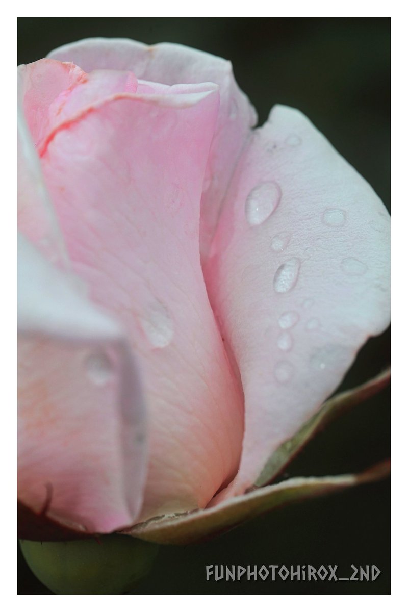 #バラ
#マクロ
#花の写真
#TLを花でいっぱいにしよう
#FunPhoto