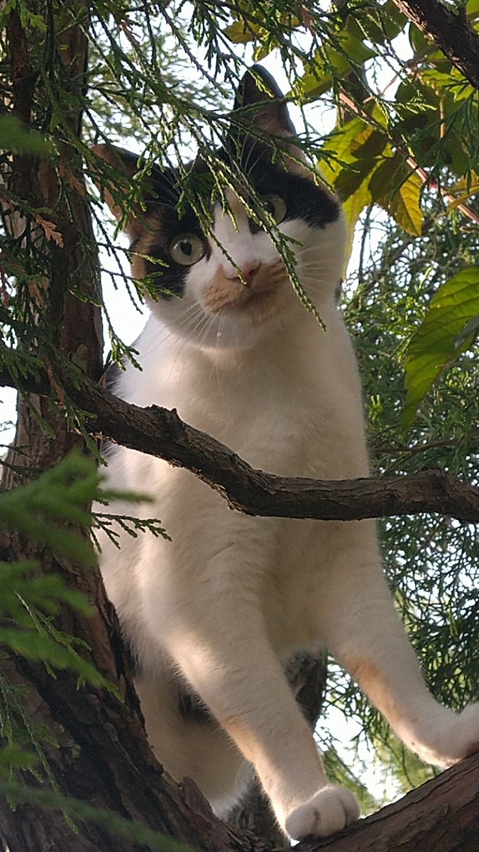 おは。朝の木登り
