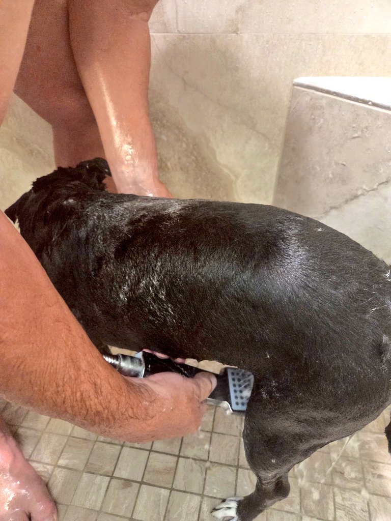 So pals, my mom says that you guys are the best. We loved your welcome back greetings. But then that daft old broad said I needed a baff before she posted again. And Dad got me in the shower with him. Pfft. Muvvers. And Dads. Love you pals. 🐾💕 #zshq #dogsofx #otlfp #paws4music