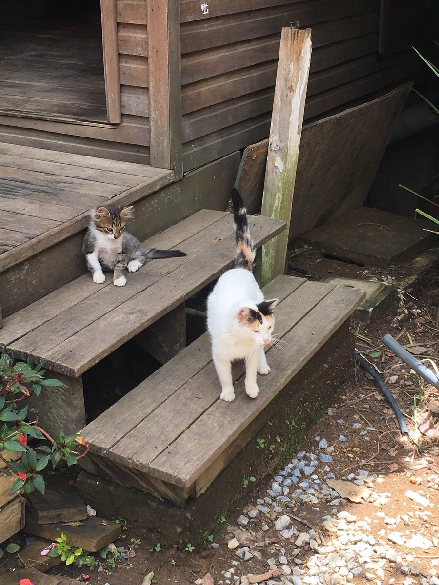 Vodka_g1rl's tweet photo. Q vivan los gatos https://t.co/CQjpBgmqDP